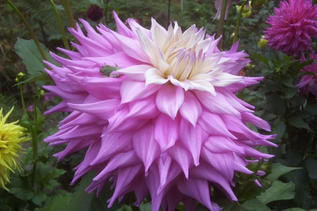 Photo Sharing and Video Hosting at Photobucket