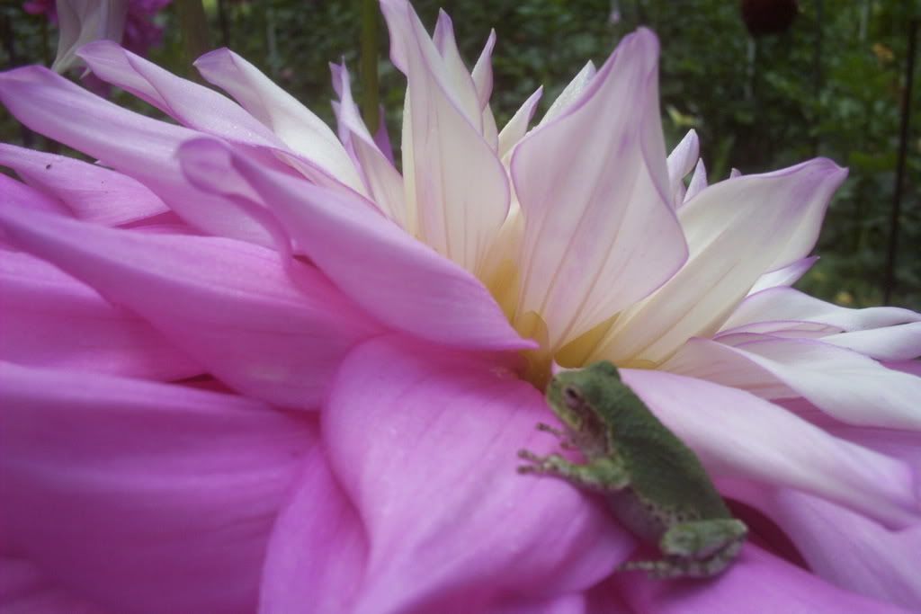 Photo Sharing and Video Hosting at Photobucket