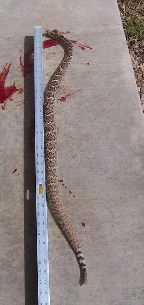 snake2sm.jpg