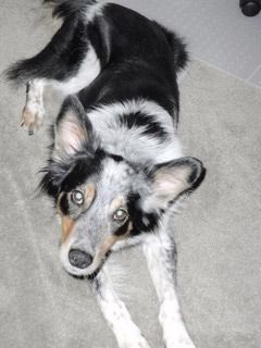 rigel border collies