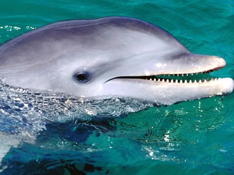 grinning_dolphin.jpg picture by tuckgraph