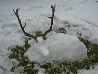 Snow deer
