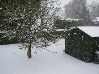 Snowy garden