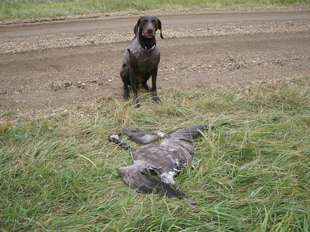 Gsp S And Duck Hunting Gun Dog Forum