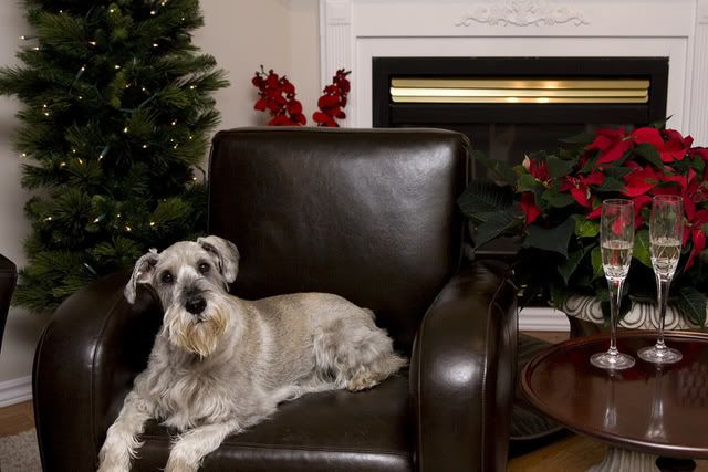 IMAGE: http://i207.photobucket.com/albums/bb53/craazydays/cagsxmas-1.jpg