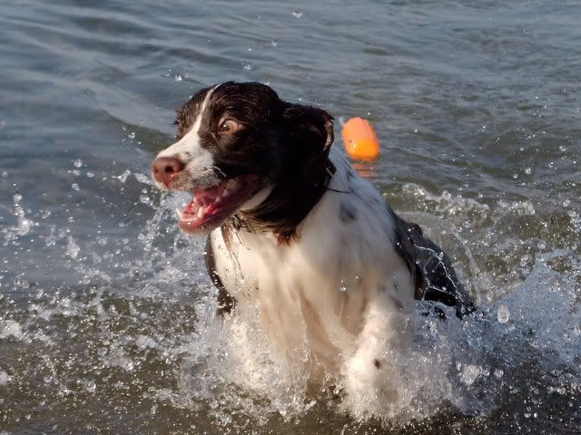 IMAGE: http://i207.photobucket.com/albums/bb53/craazydays/riowaterleap.jpg