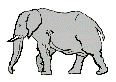 gif-elephants48.gif
