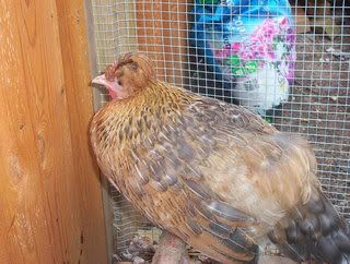 chickenpiccies067.jpg