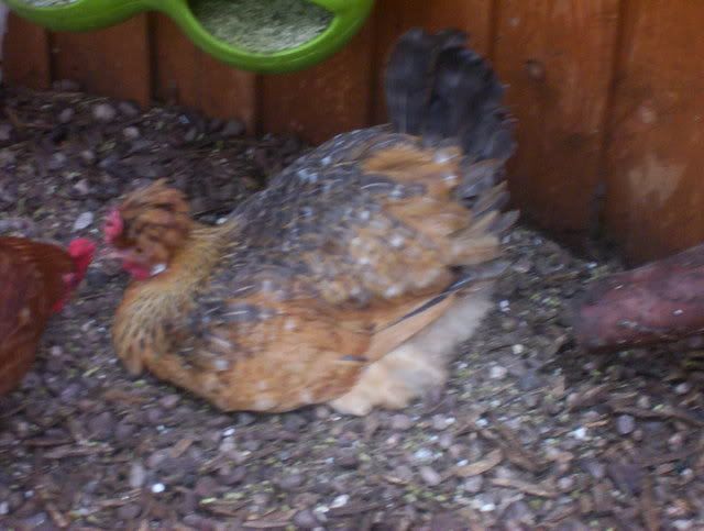 chickenpiccies2video005.jpg