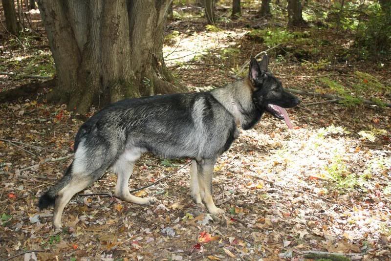 Is my puppy too big for his age?? German Shepherds Forum