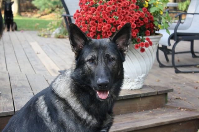 what-is-the-size-of-your-gsd-s-neck-german-shepherd-dog-forums