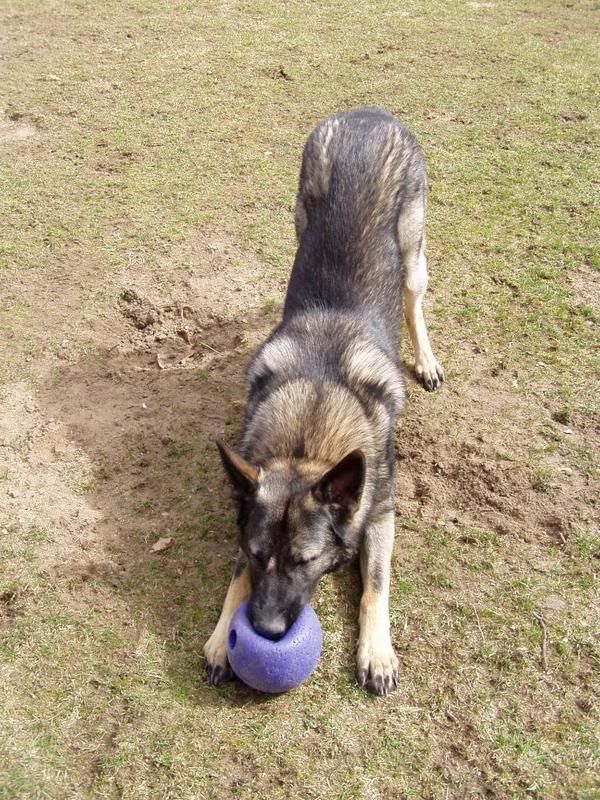 Is my puppy too big for his age?? German Shepherds Forum