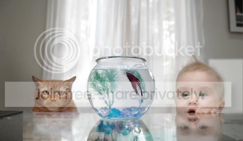 Fish.jpg