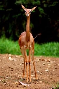 photo gerenuk_zpsn8qifrfm.jpg