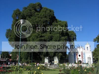 tule-tree.jpg
