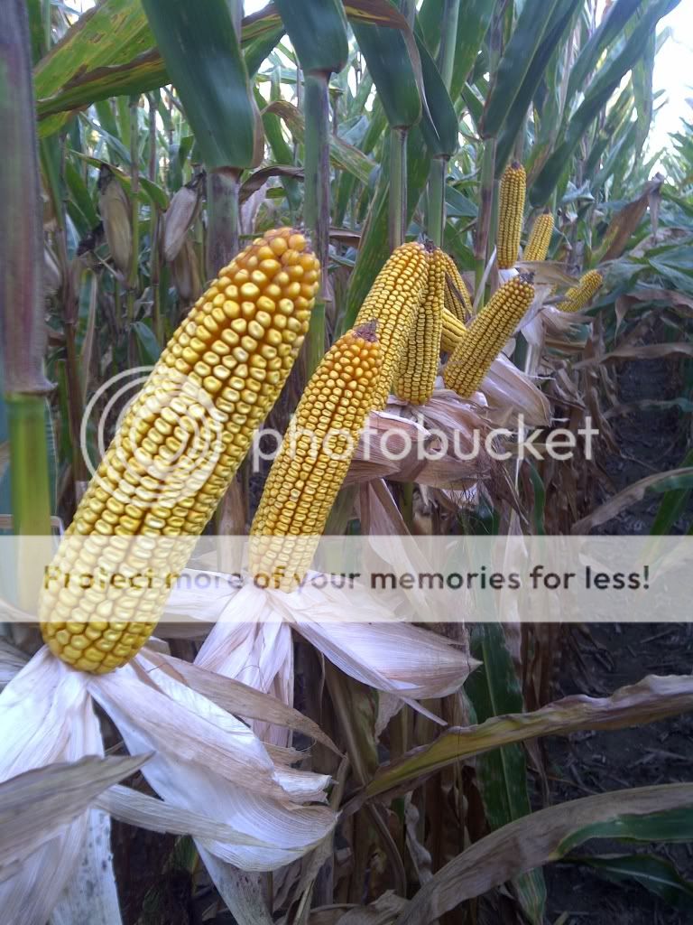corn450North.jpg