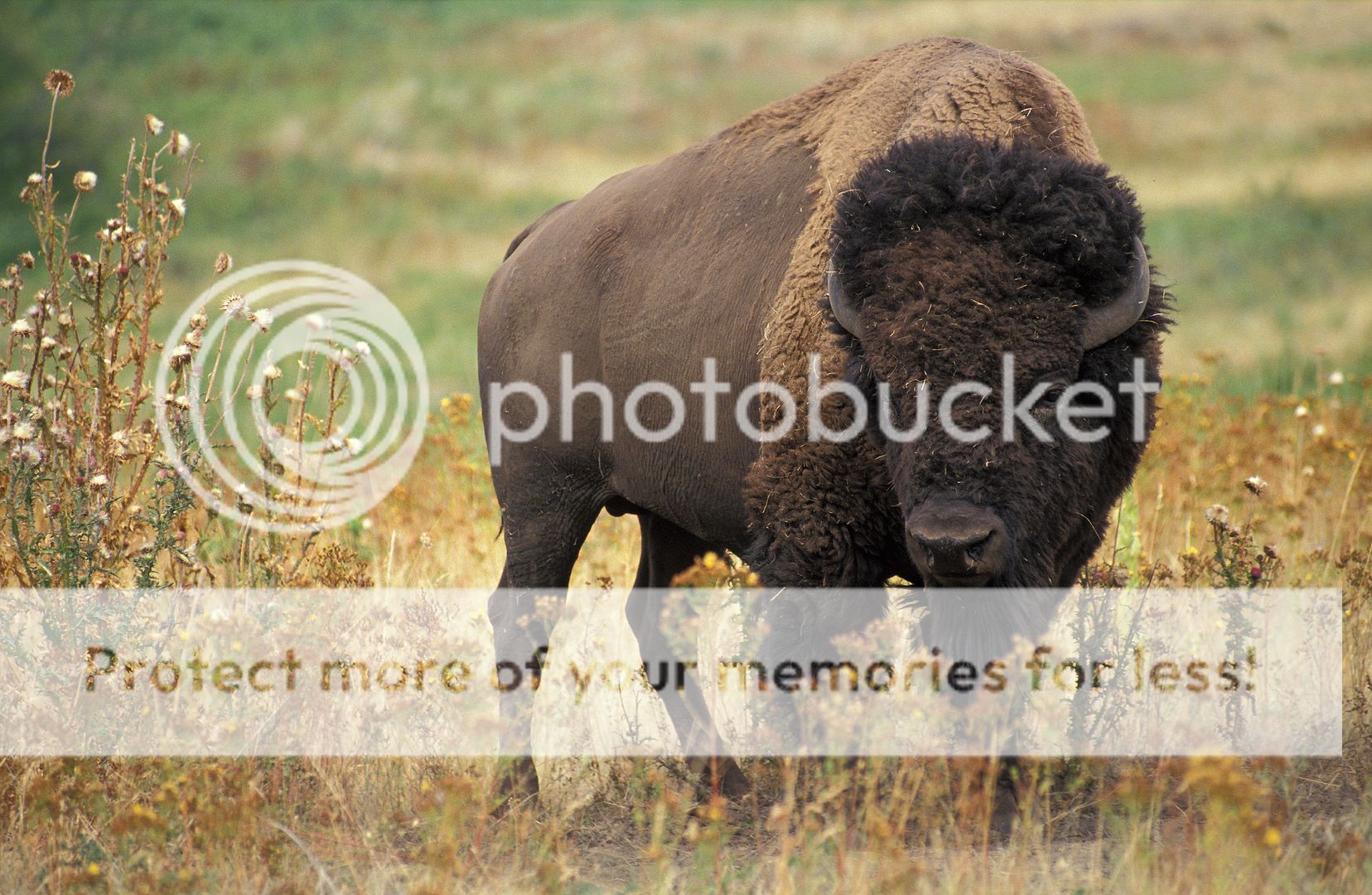[Image: American_bison_k5680-1.jpg]
