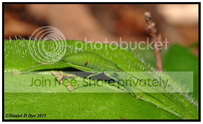 Katydids - Field Herp Forum